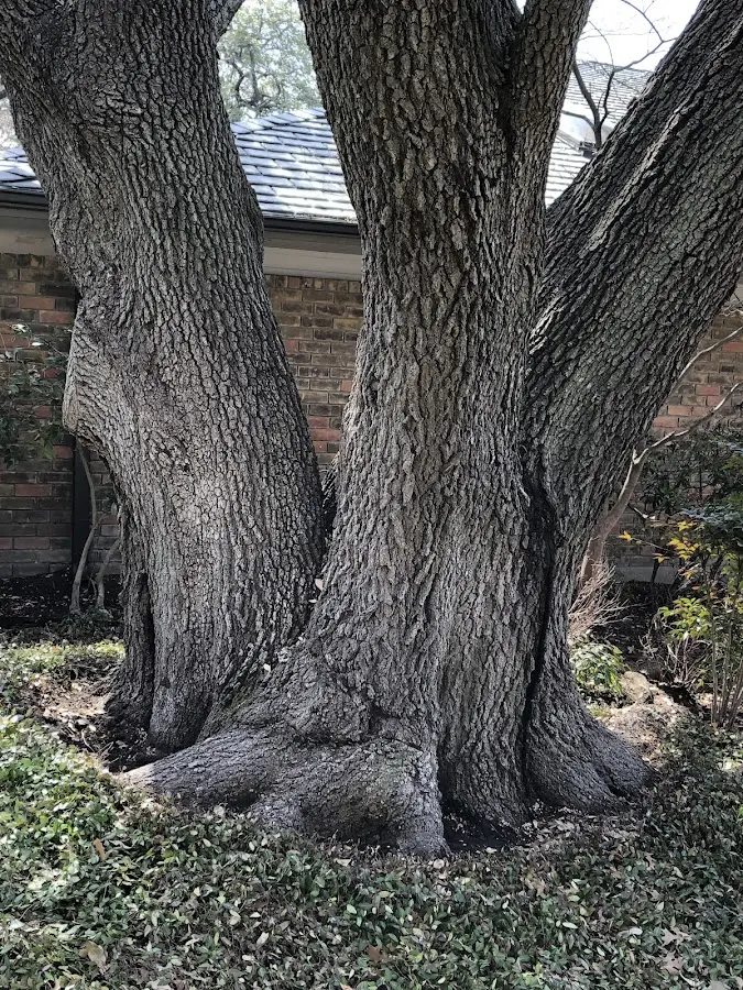 Mature heritage tree close to a Lawrenceburg property cared for by certified arborists